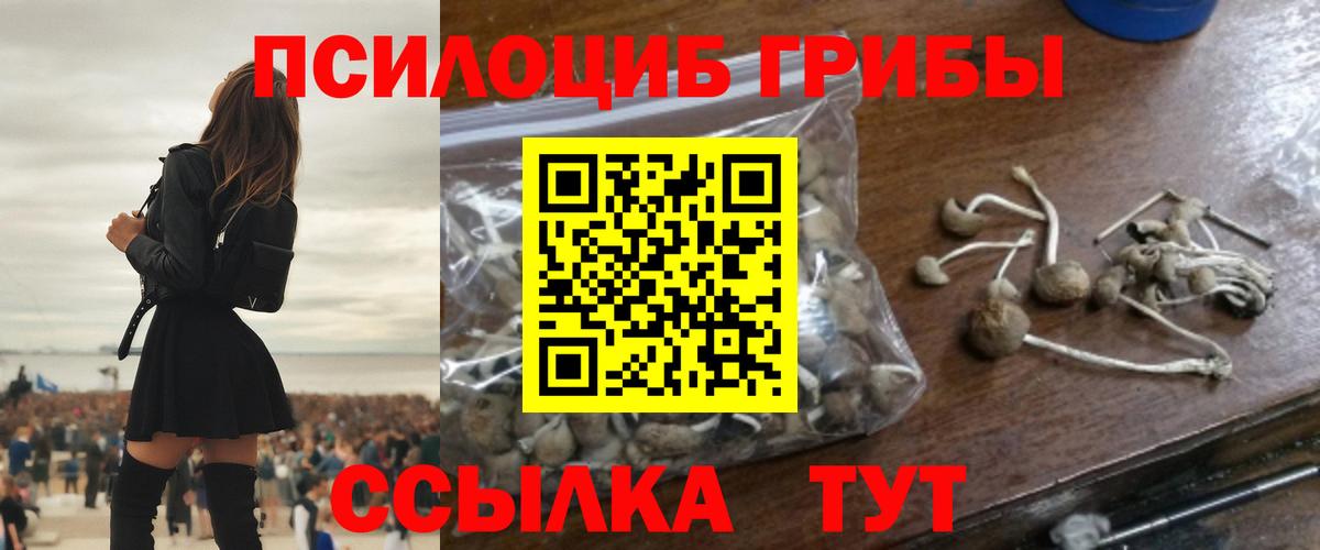 Псилоцибиновые грибы мицелий Чернушка